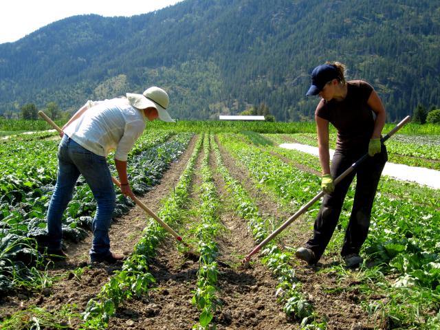 Recruitment For General Farm Worker Job In Canada